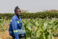 Mamushi Mufalo, a student under the Emerging Farmers Initiative in the maize field in Mazabuka, Zambia on 7th June, 2024. 

“I want to thank the Sisters of the Holy Spirit for introducing this program, because at least I have gained the knowledge and I'm thanking Zambia Association of Sisterhoods (ZAS) through the Hilton Foundation for supporting us”.

The Religious Sisters of the Holy Spirit (RSHS) in Monze, Zambia are empowering female farmers and religious congregations through sustainable agriculture.