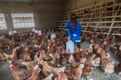 Betty Hamasowe, a student under the Emerging Farmers Initiative in the poultry house in Mazabuka, Zambia on 7th June, 2024. 

“I enjoy it when it comes in terms of keeping or feeding the layers and the way they eat, the way they play when you enter inside, I enjoy”.

The Religious Sisters of the Holy Spirit (RSHS) in Monze, Zambia are empowering female farmers and religious congregations through sustainable agriculture.