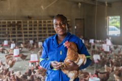 Betty Hamasowe, a student under the Emerging Farmers Initiative in the poultry house in Mazabuka, Zambia on 7th June, 2024. 

“I would like to start up a project of keeping layers”.

The Religious Sisters of the Holy Spirit (RSHS) in Monze, Zambia are empowering female farmers and religious congregations through sustainable agriculture.